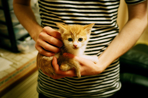 传统民族舞狮表演赛,文化与运动的精彩碰撞