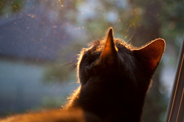 传统民族舞狮表演赛,文化与运动的精彩碰撞