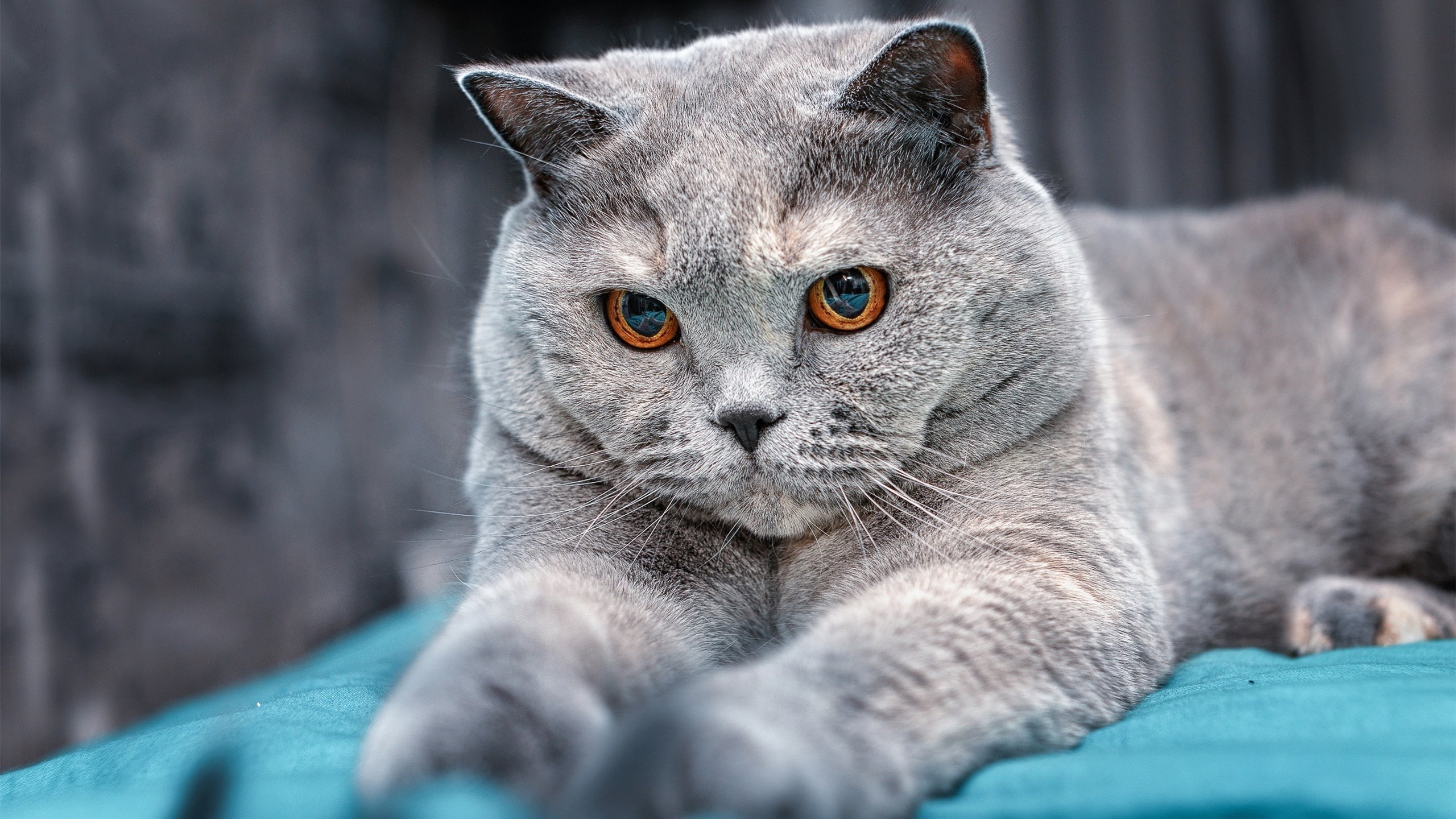 全球影响力：NBA在国际市场布局的深度布局，nba在世界的影响有多大